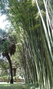 Bambù, Orto Botanico